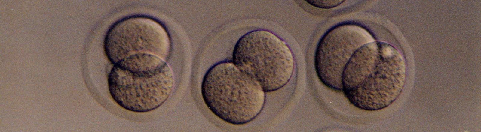 生物学 embryo image